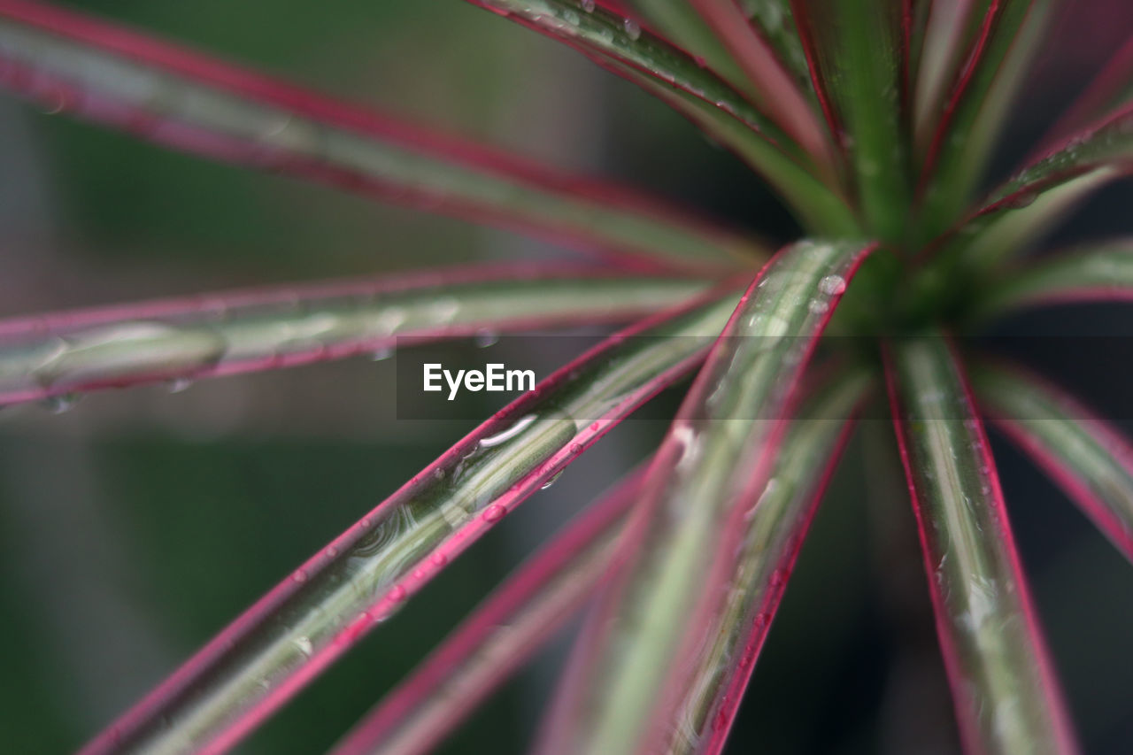 Close-up of wet plant