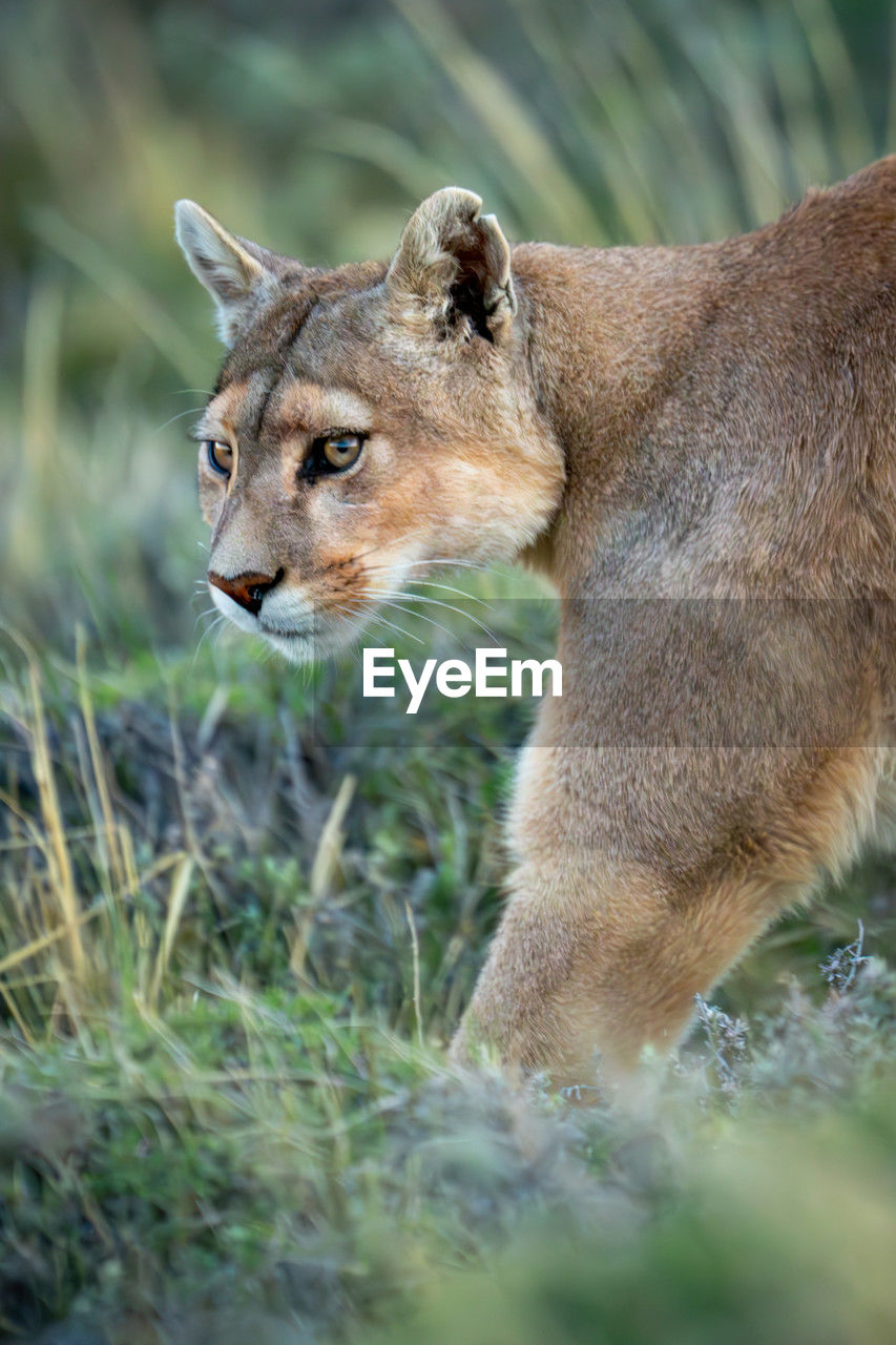 animal, animal themes, animal wildlife, mammal, puma, wildlife, one animal, cougar, no people, whiskers, feline, felidae, portrait, nature, grass, side view, outdoors, selective focus, carnivora, plant, safari, cat, day, lioness, animals hunting, lion - feline, big cat