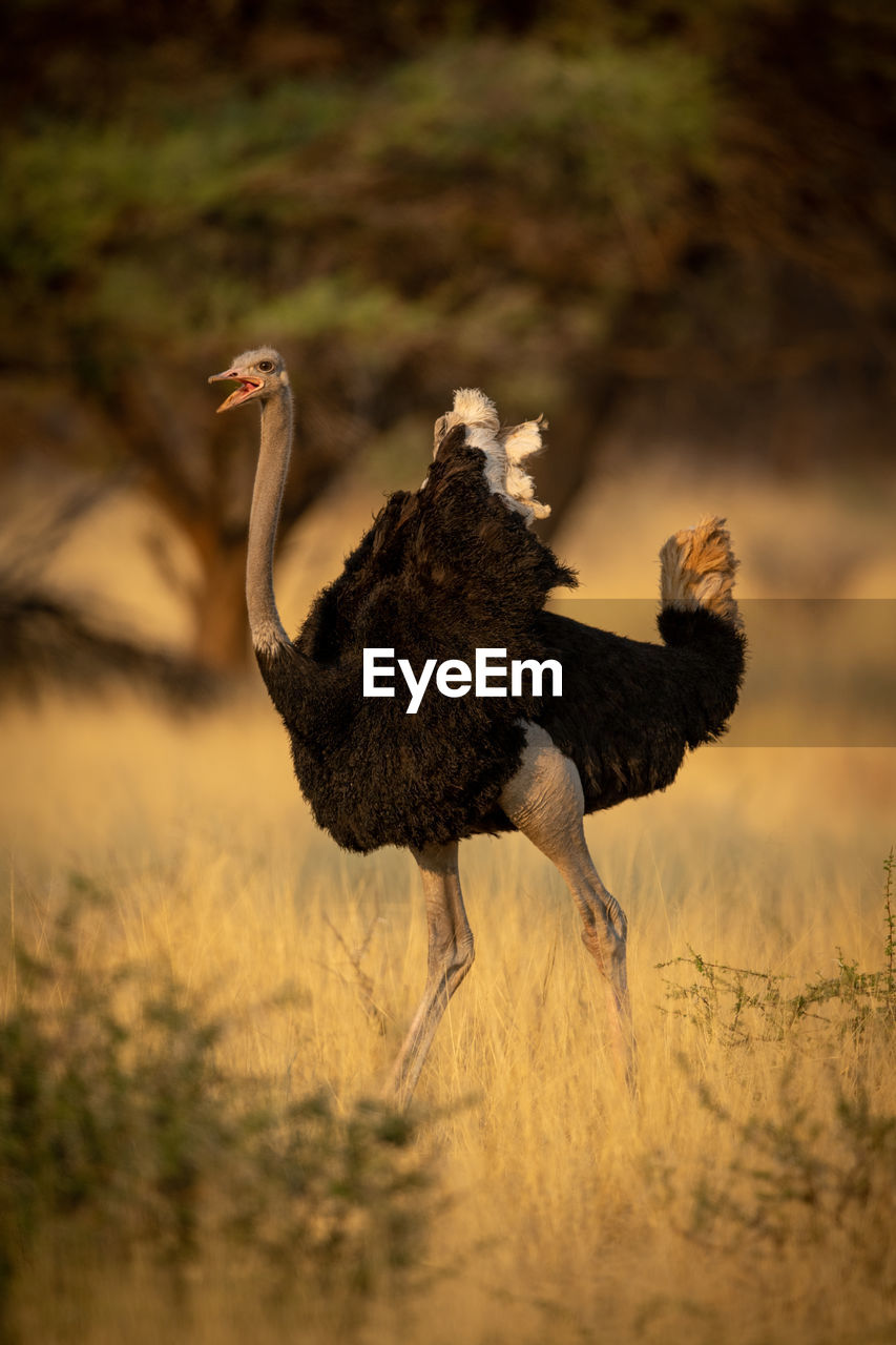 Male common ostrich runs squawking through trees