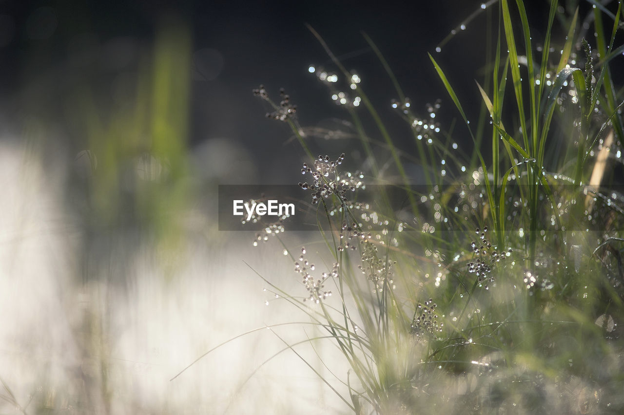 CLOSE-UP OF WET PLANTS ON FIELD