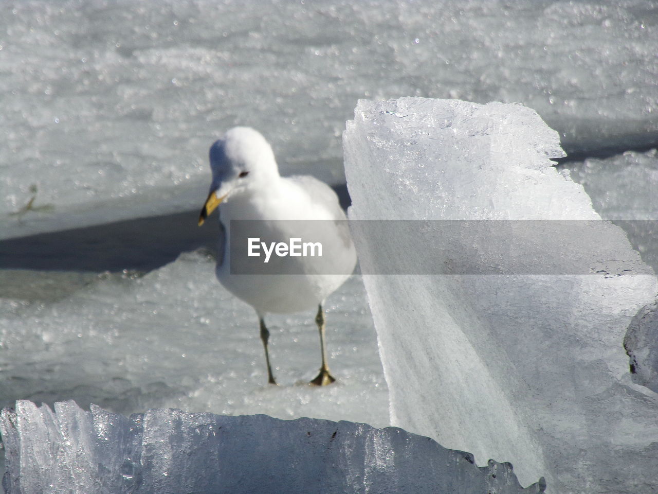 SEAGULL PERCHING ON ICE