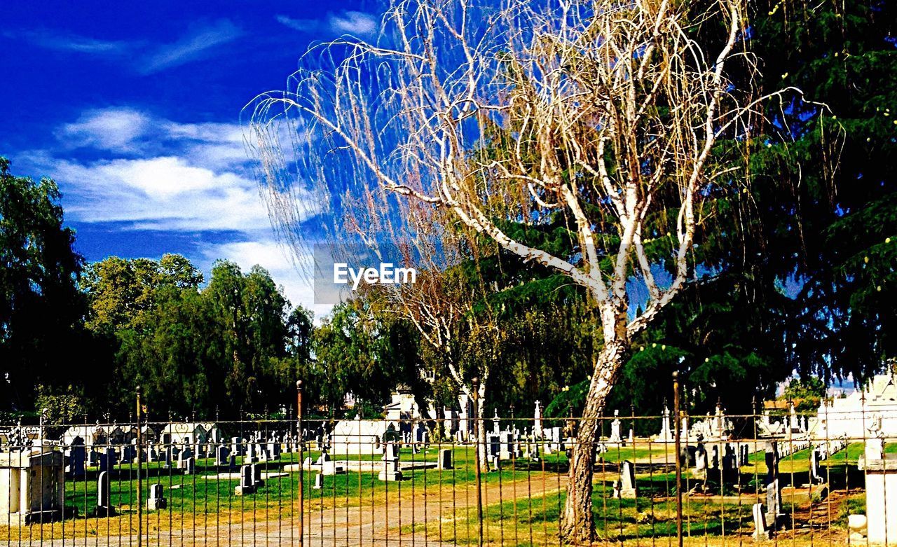 Trees and tombstones in cemetery on sunny day