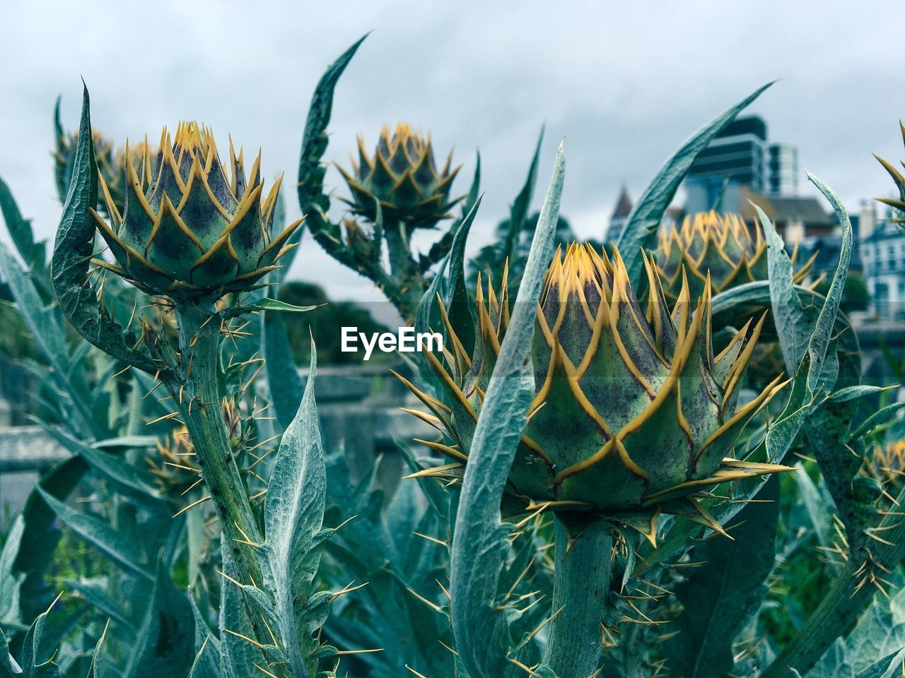 Close-up of spiked flower buds against sky