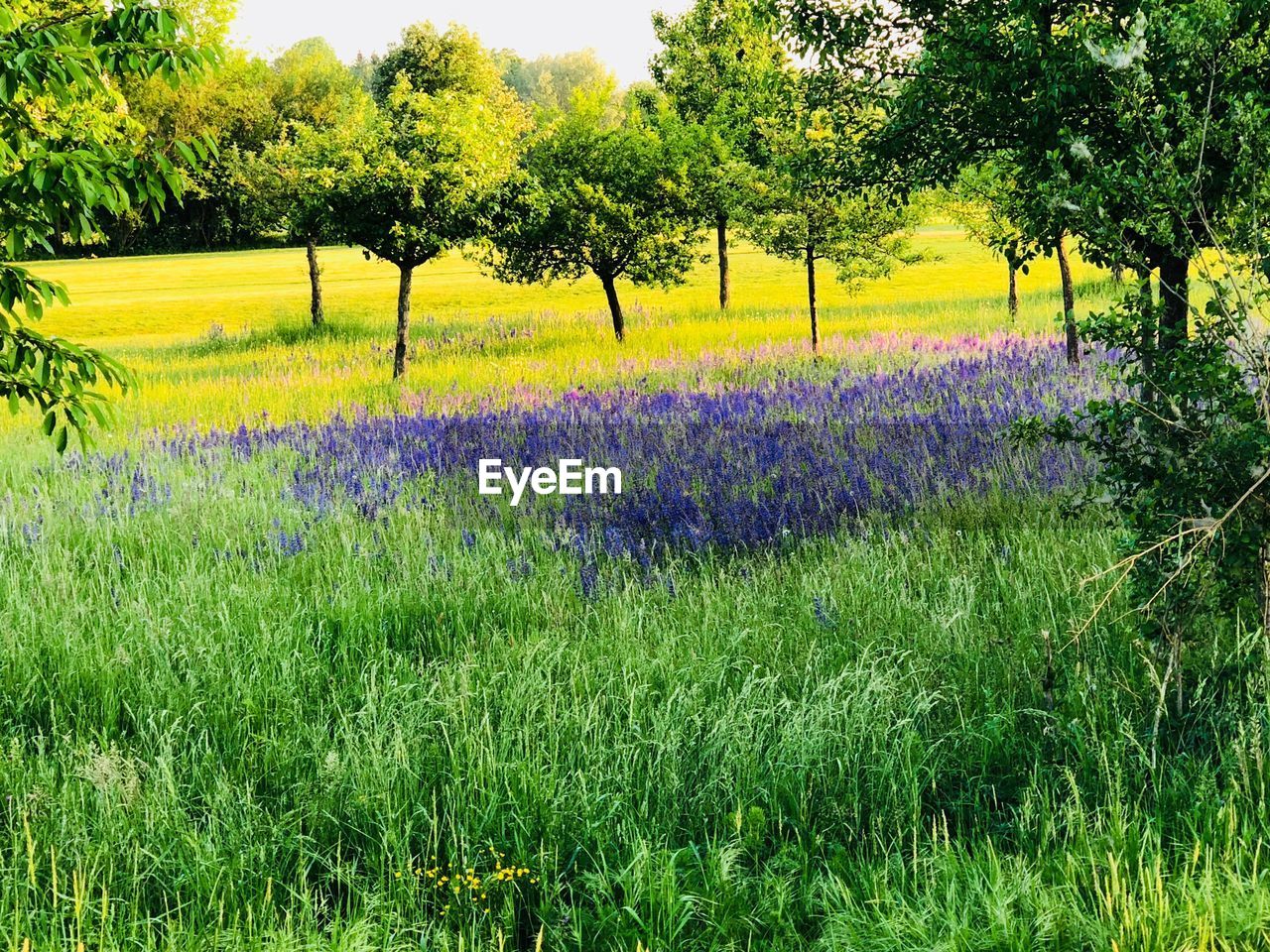 SCENIC VIEW OF FLOWERING PLANTS ON LAND