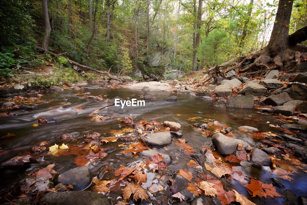 Scenic view of forest during autumn