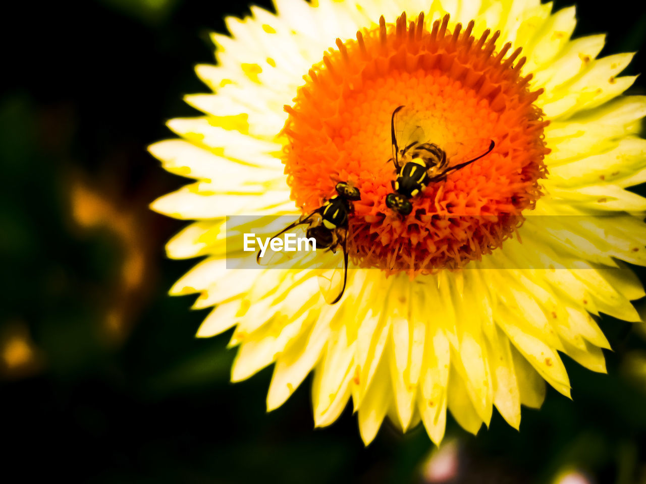 EXTREME CLOSE-UP OF BEE ON YELLOW FLOWER