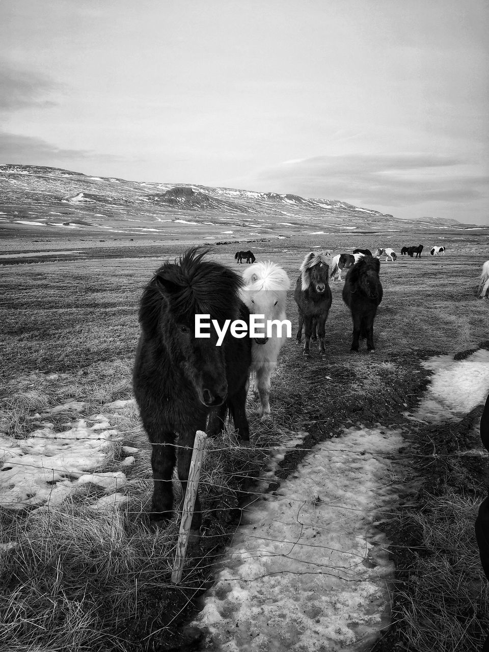 Group of horses on a frozen field