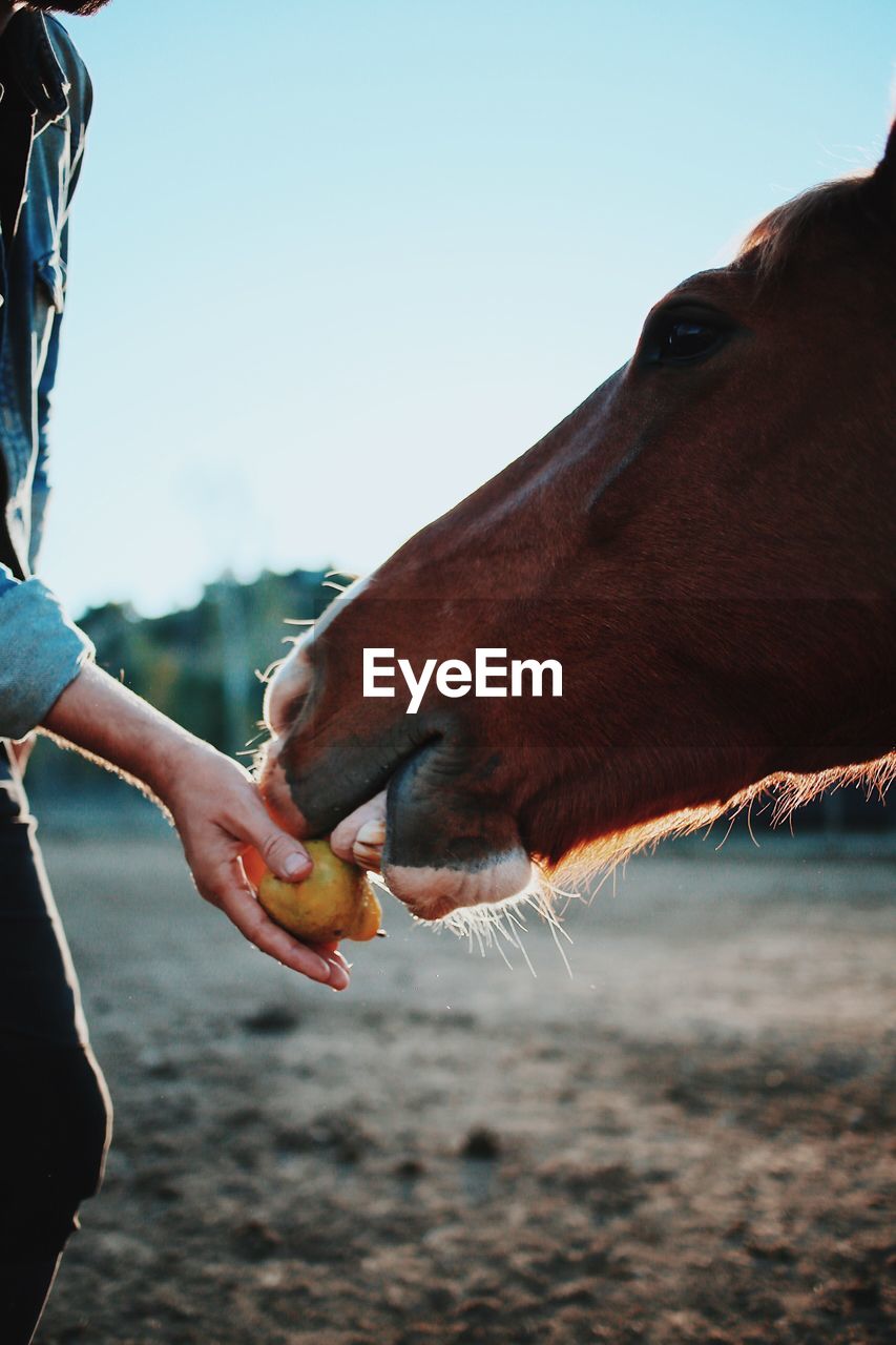 Close-up of hand feeding horse