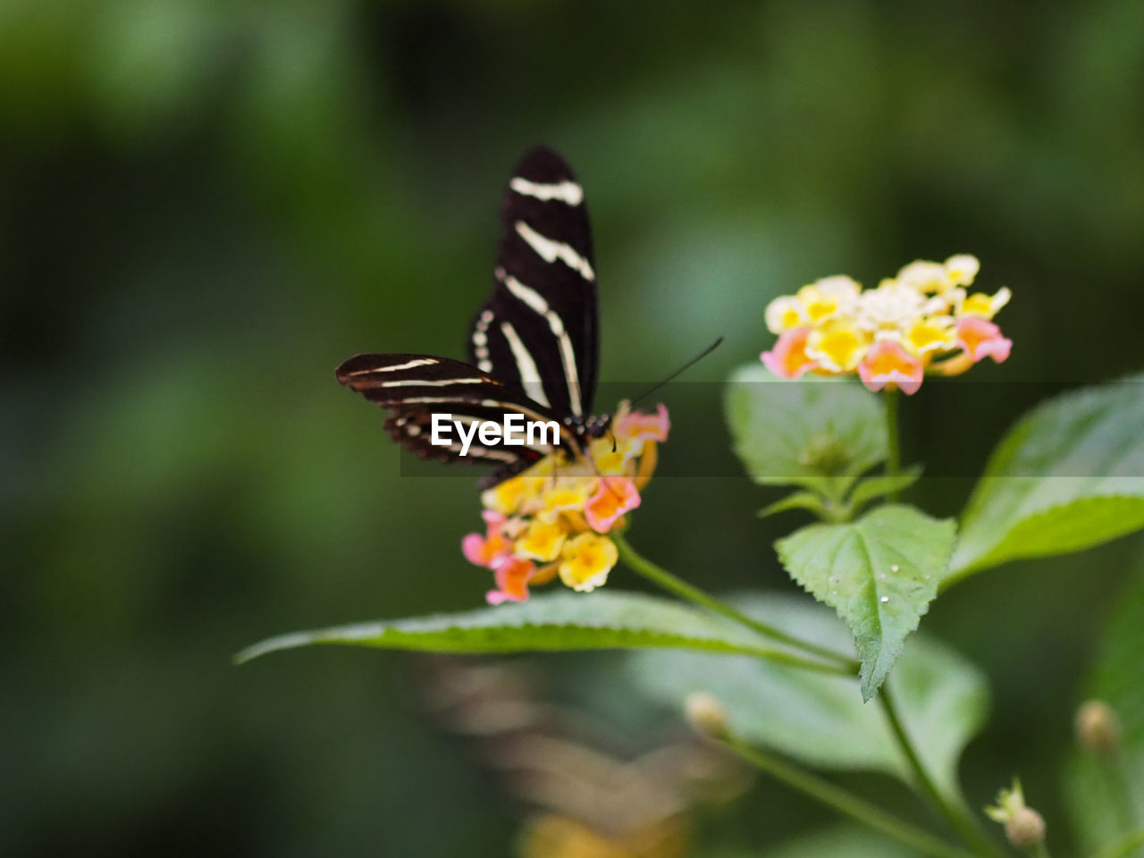 CLOSE-UP OF BUTTERFLY POLLINATING ON ORANGE FLOWER