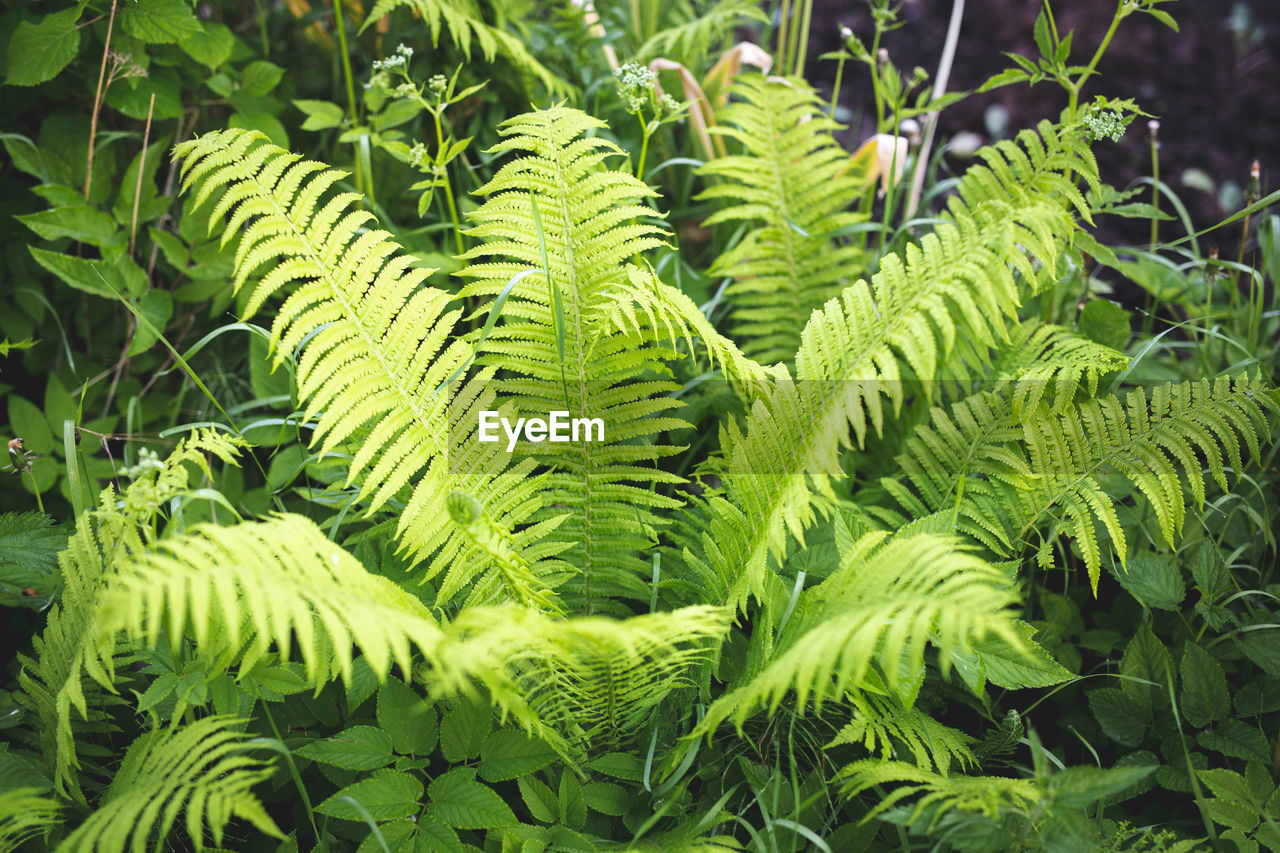 CLOSE-UP OF GREEN LEAVES