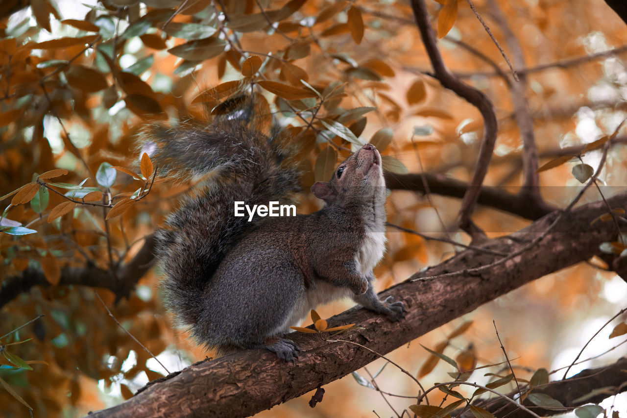 Low angle view of squirrel on tree