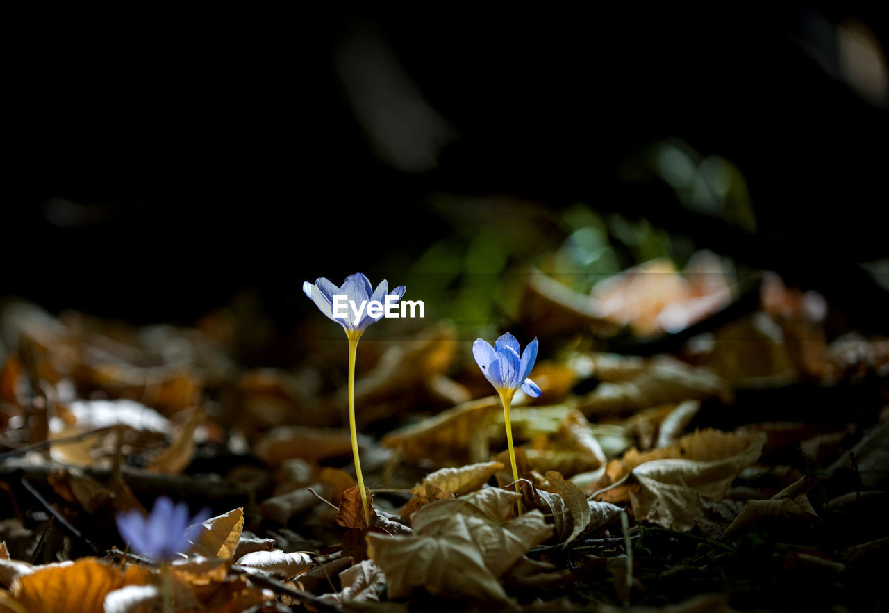 Close-up of flowers on field