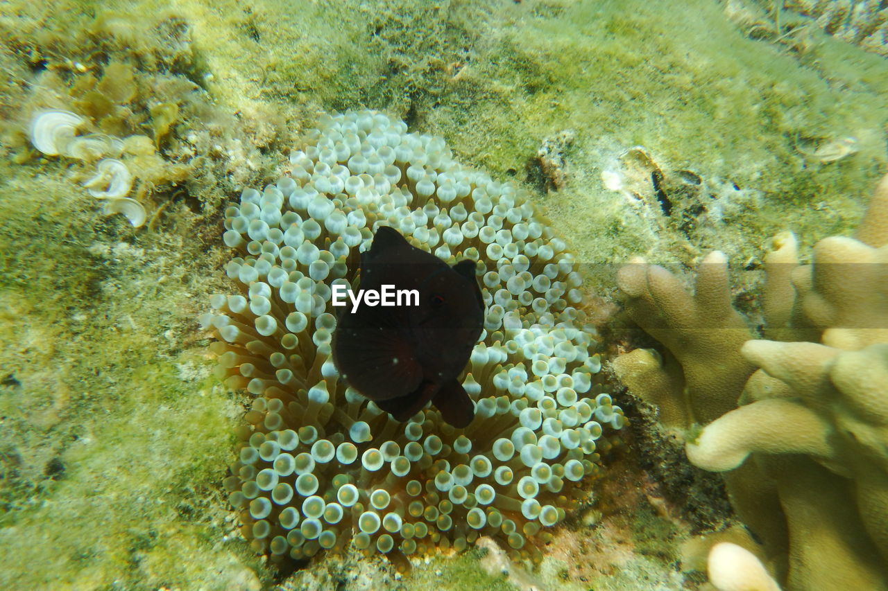 CLOSE-UP OF FISHES SWIMMING IN SEA