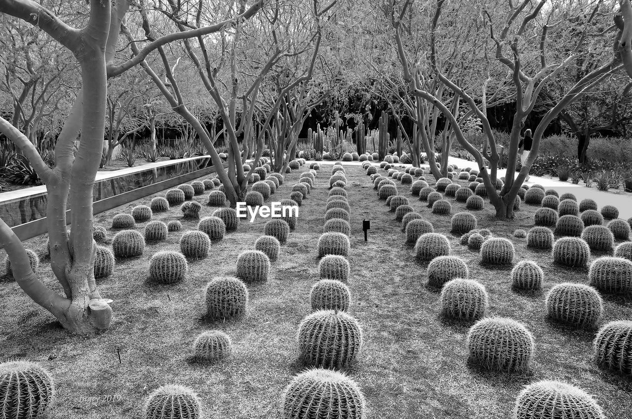 Cacti in park