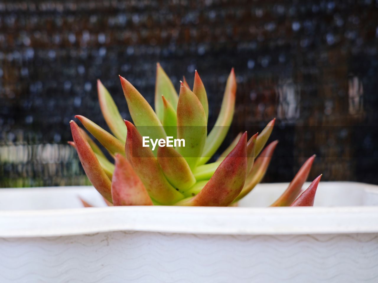 CLOSE-UP OF SUCCULENT PLANT ON TABLE