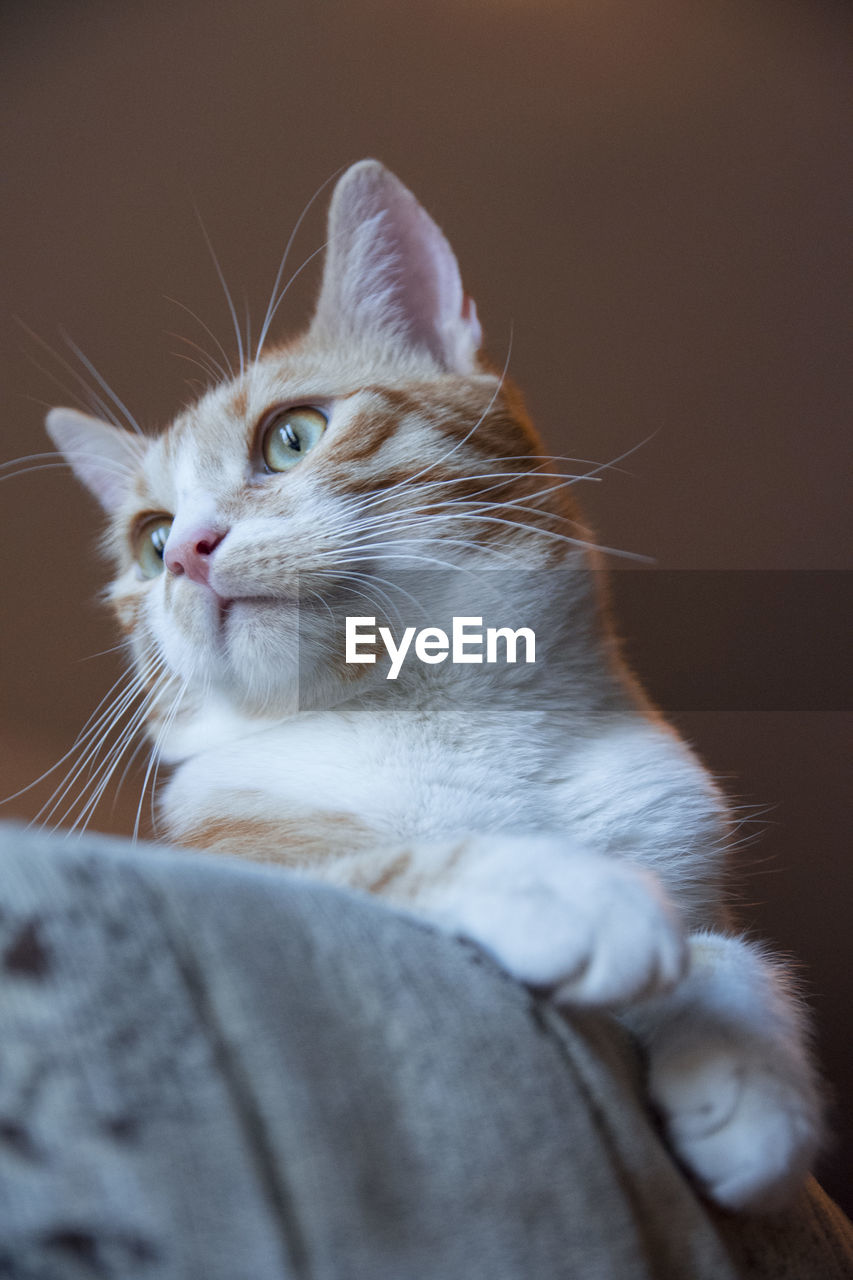 CLOSE-UP OF A CAT LOOKING AWAY