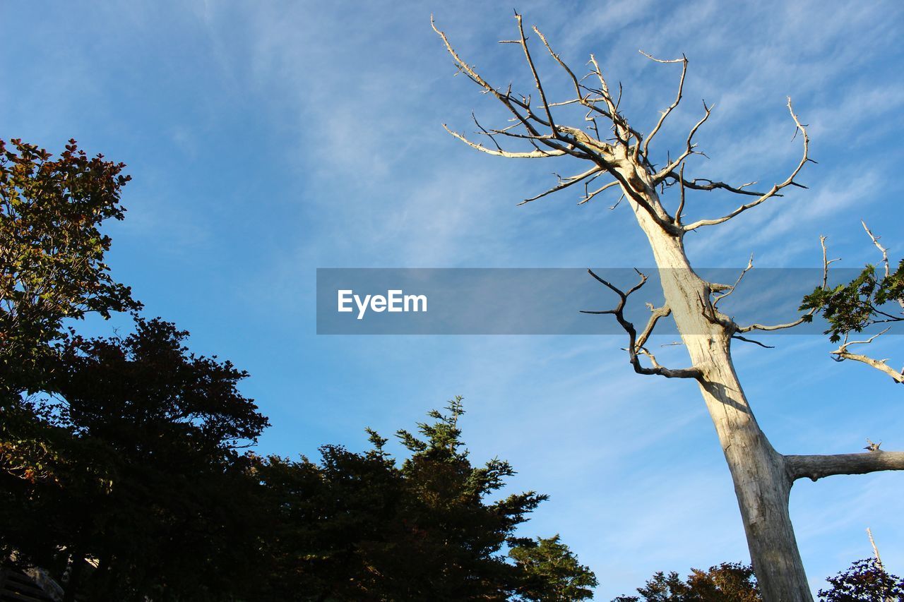 LOW ANGLE VIEW OF BARE TREE AGAINST BLUE SKY