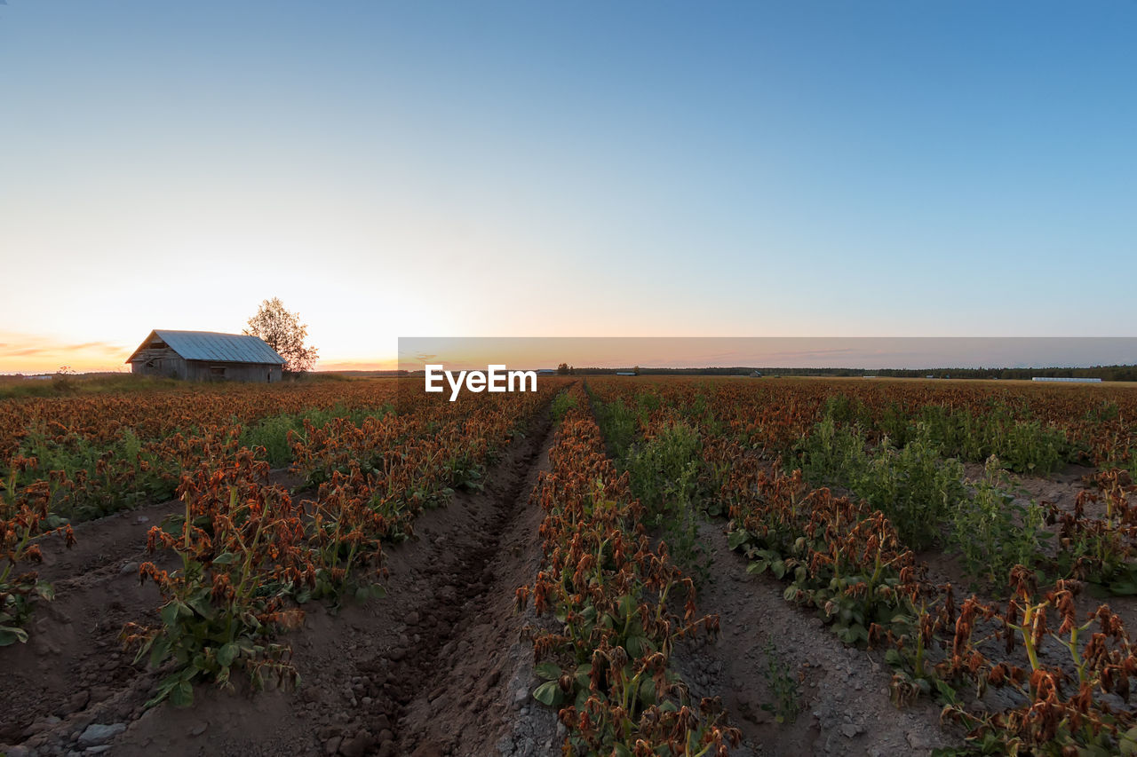 SCENIC VIEW OF AGRICULTURAL FIELD AGAINST CLEAR SKY