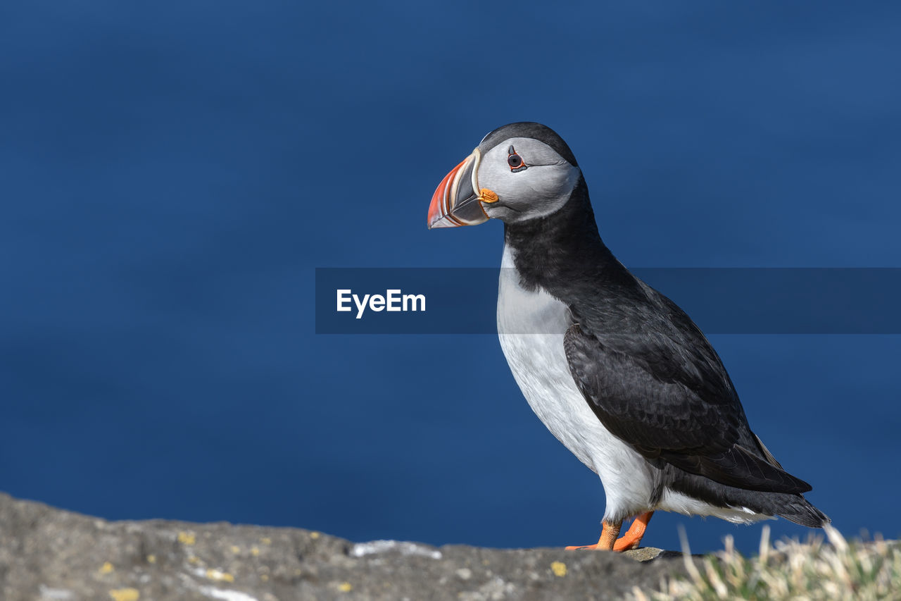 Close-up of puffin against blue sky