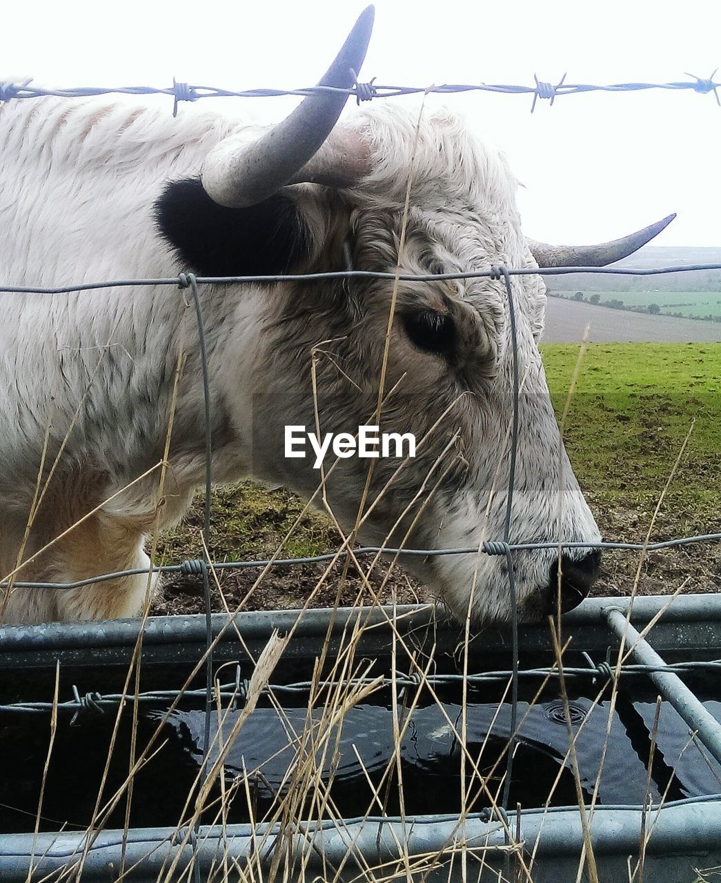 Close up of goat in cage