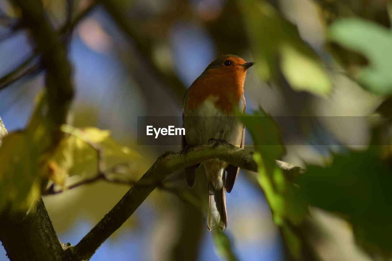 LOW ANGLE VIEW OF BIRD PERCHING ON TREE