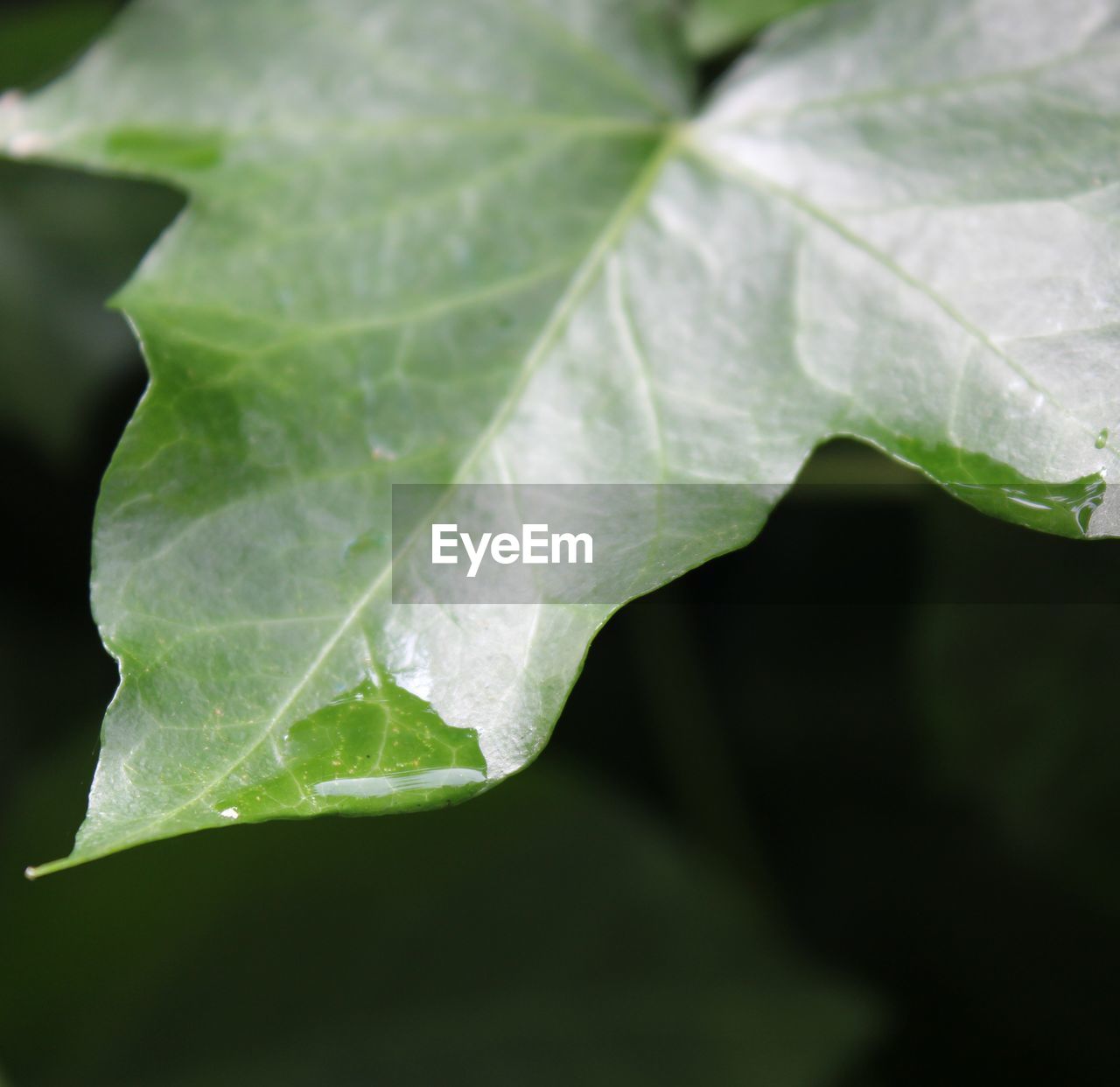 CLOSE-UP OF GREEN LEAF