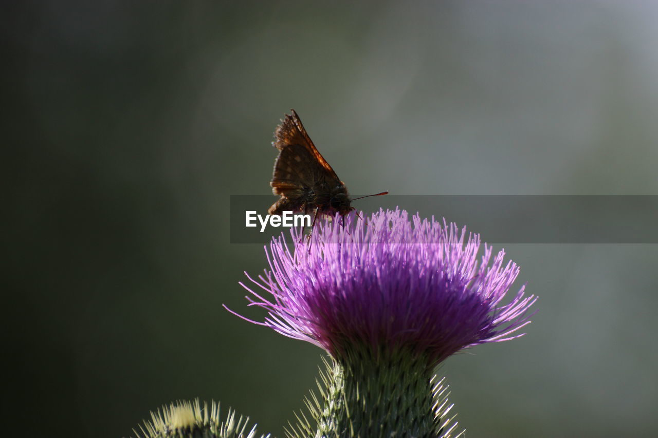 Close-up of butterfly on thistle