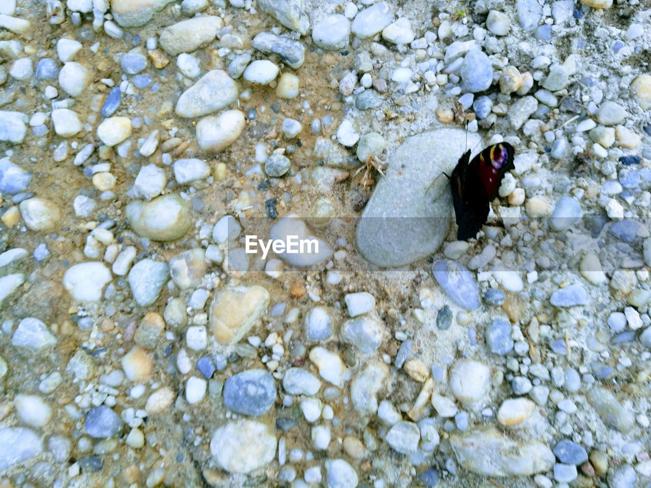 CLOSE-UP OF BIRDS ON PEBBLES