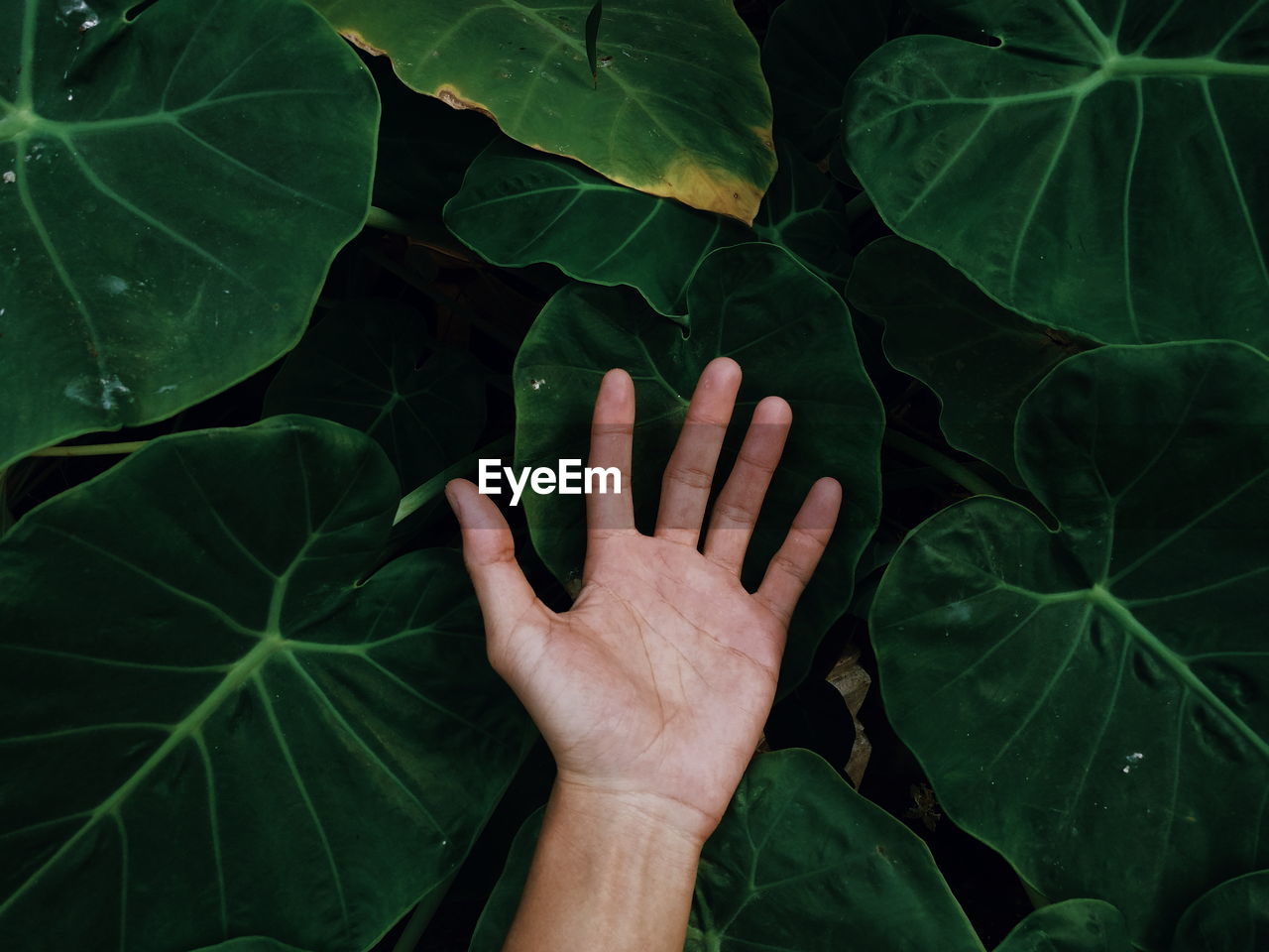 Cropped hand of person amidst green leaves