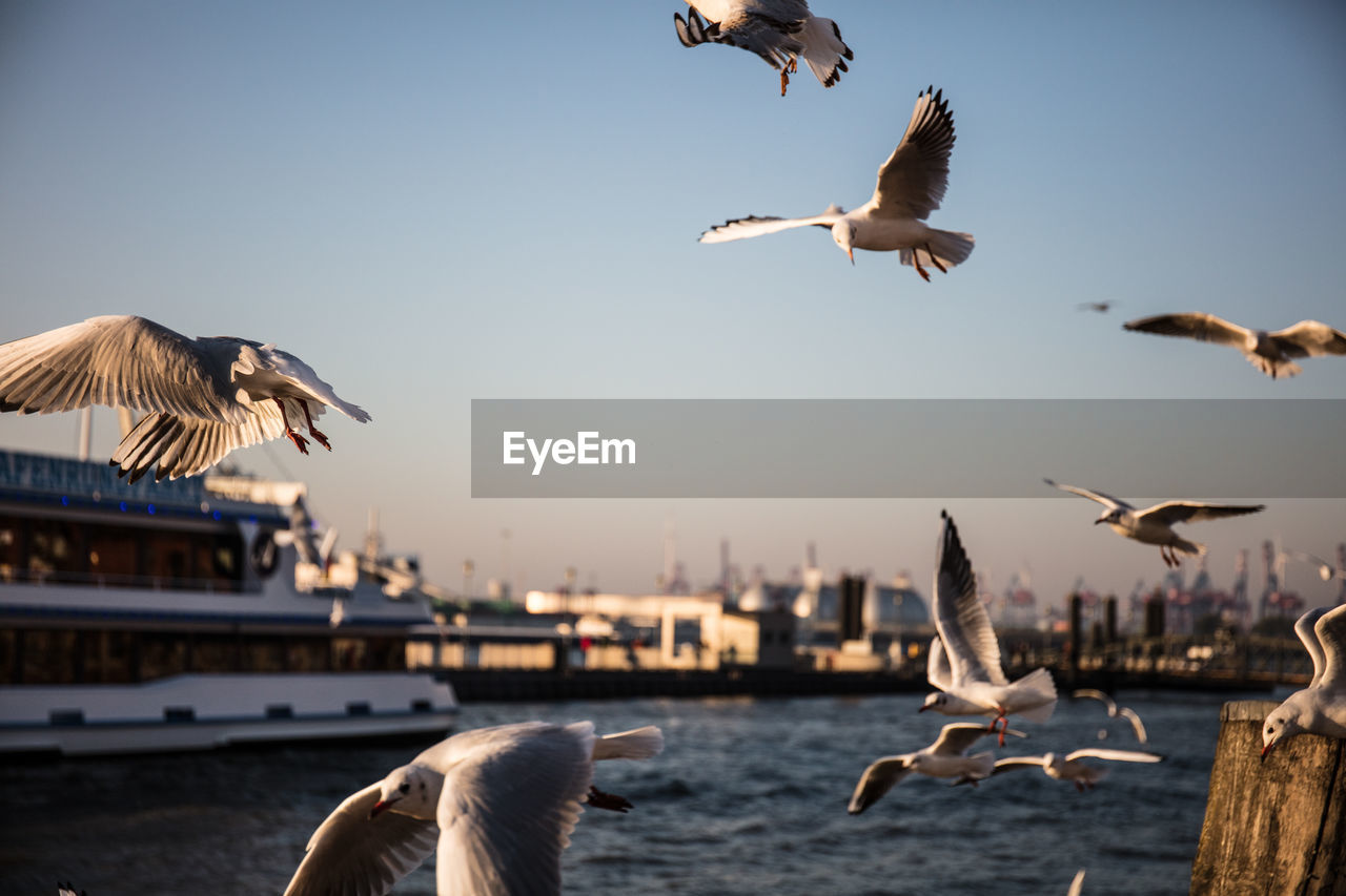 SEAGULLS FLYING OVER THE SEA