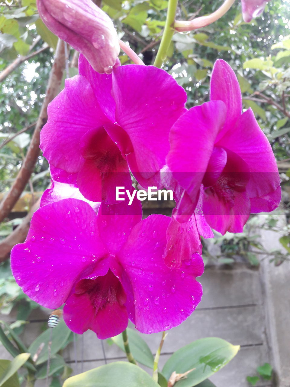 CLOSE-UP OF PINK FLOWER BLOOMING