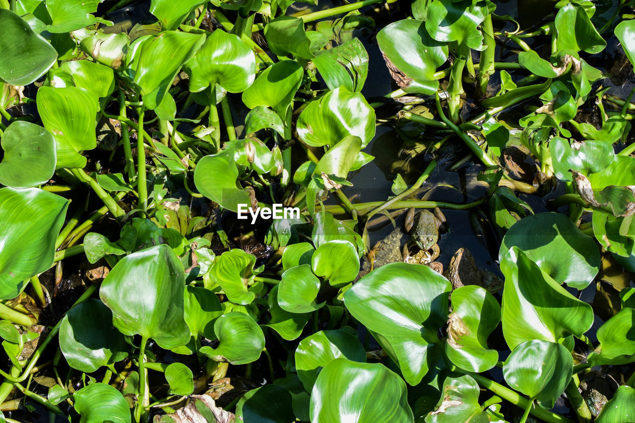 CLOSE-UP OF GREEN LEAVES