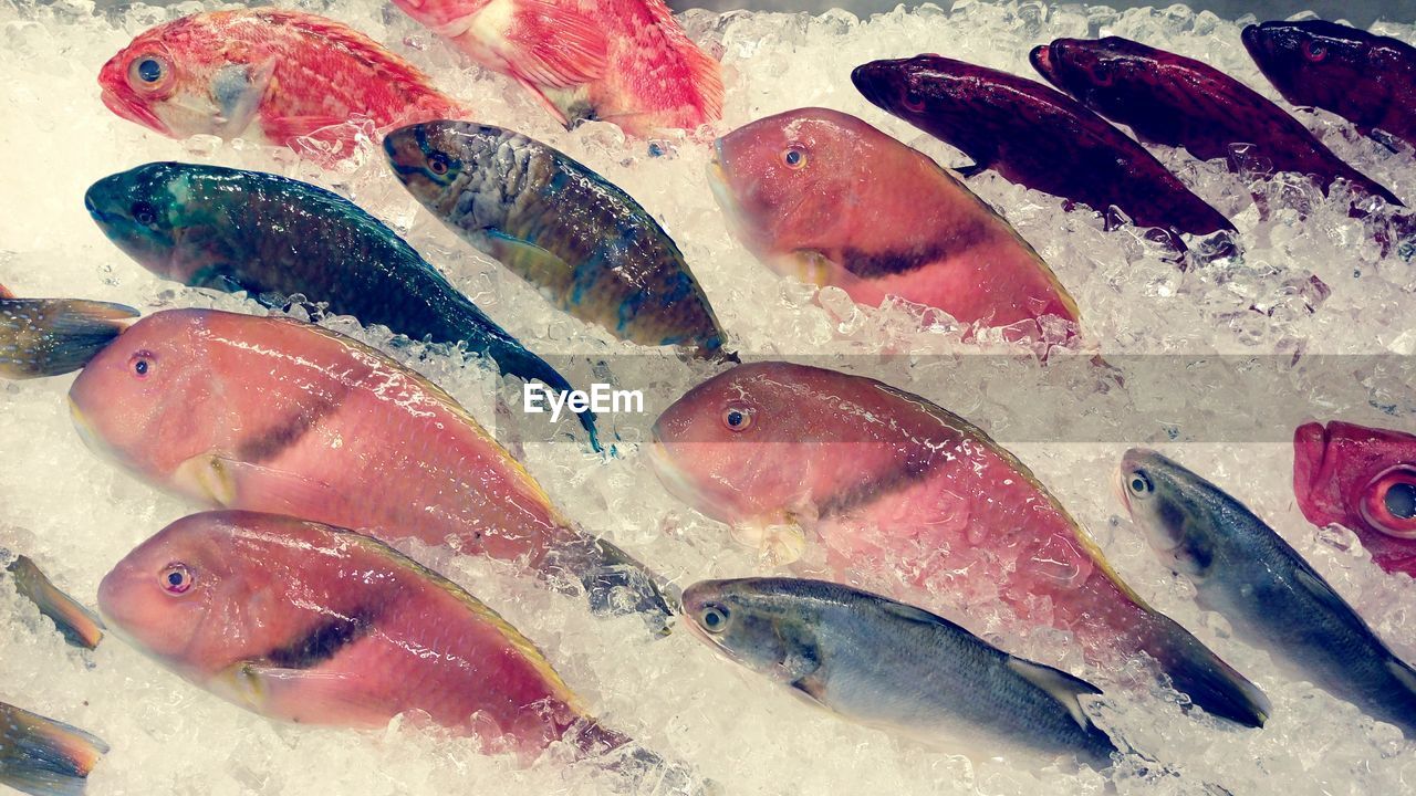 High angle view of fishes arranged for sale at market