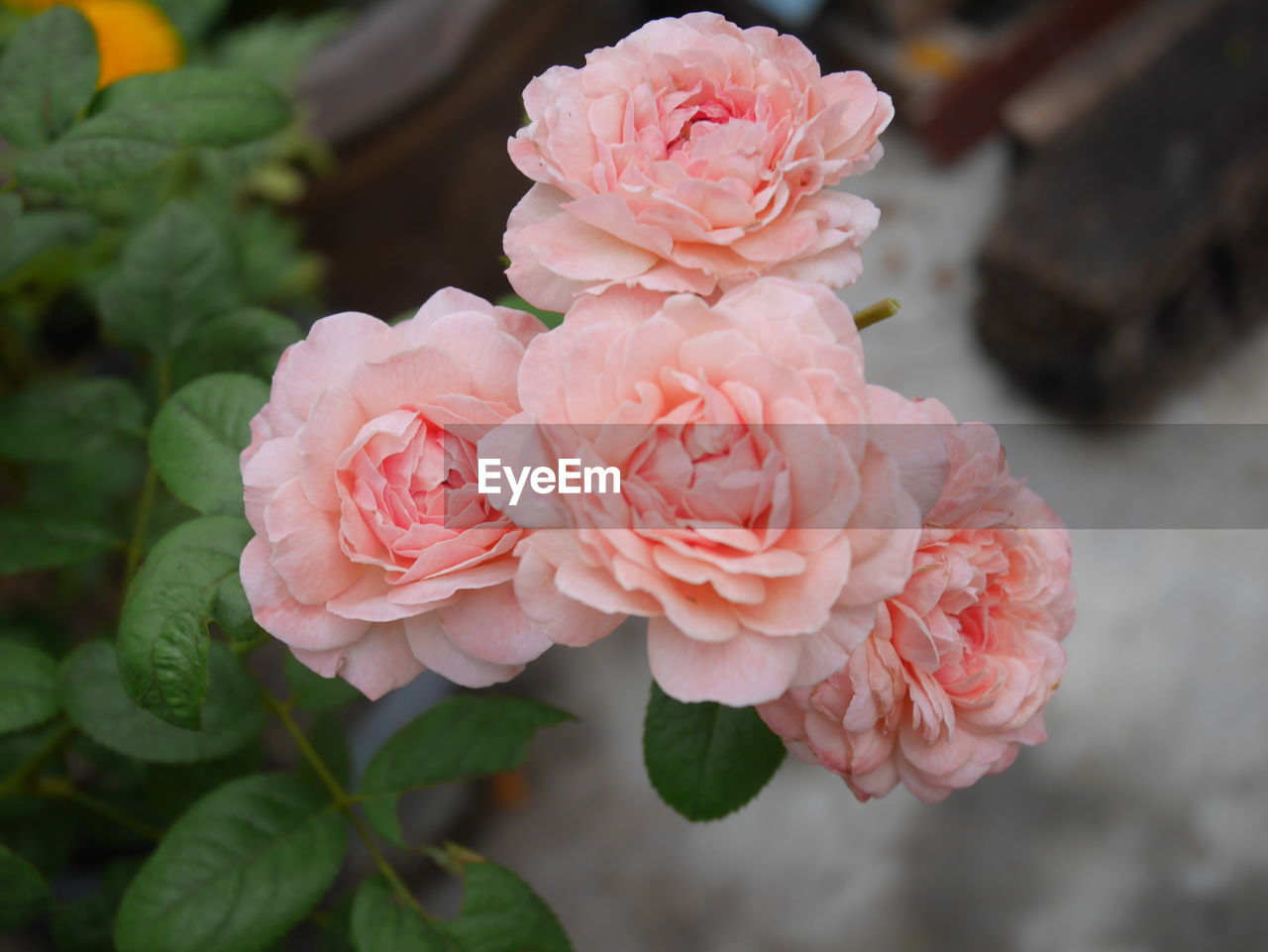 CLOSE-UP OF PINK ROSE WITH ROSES