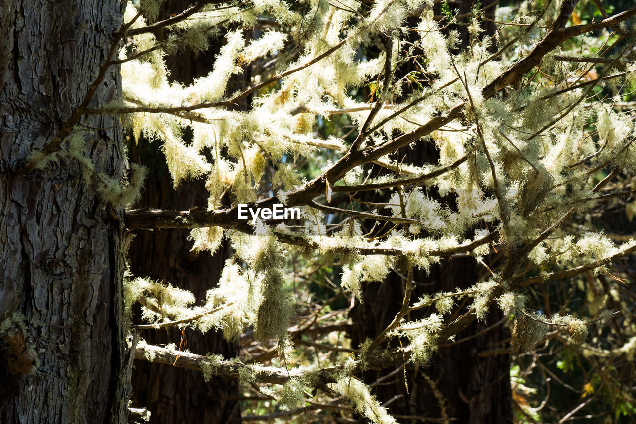 FULL FRAME SHOT OF TREE WITH FLOWERS