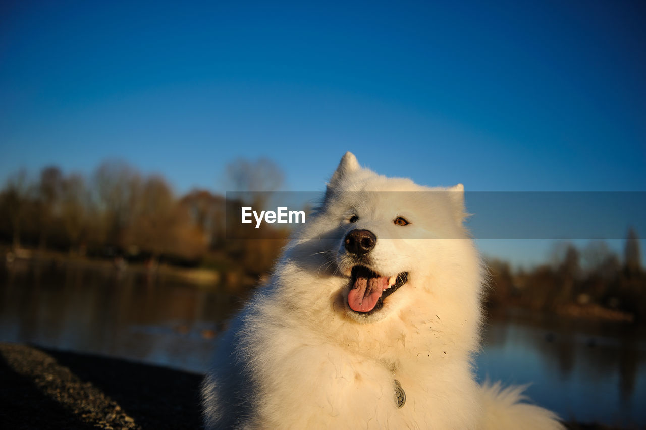 CLOSE-UP OF DOG YAWNING