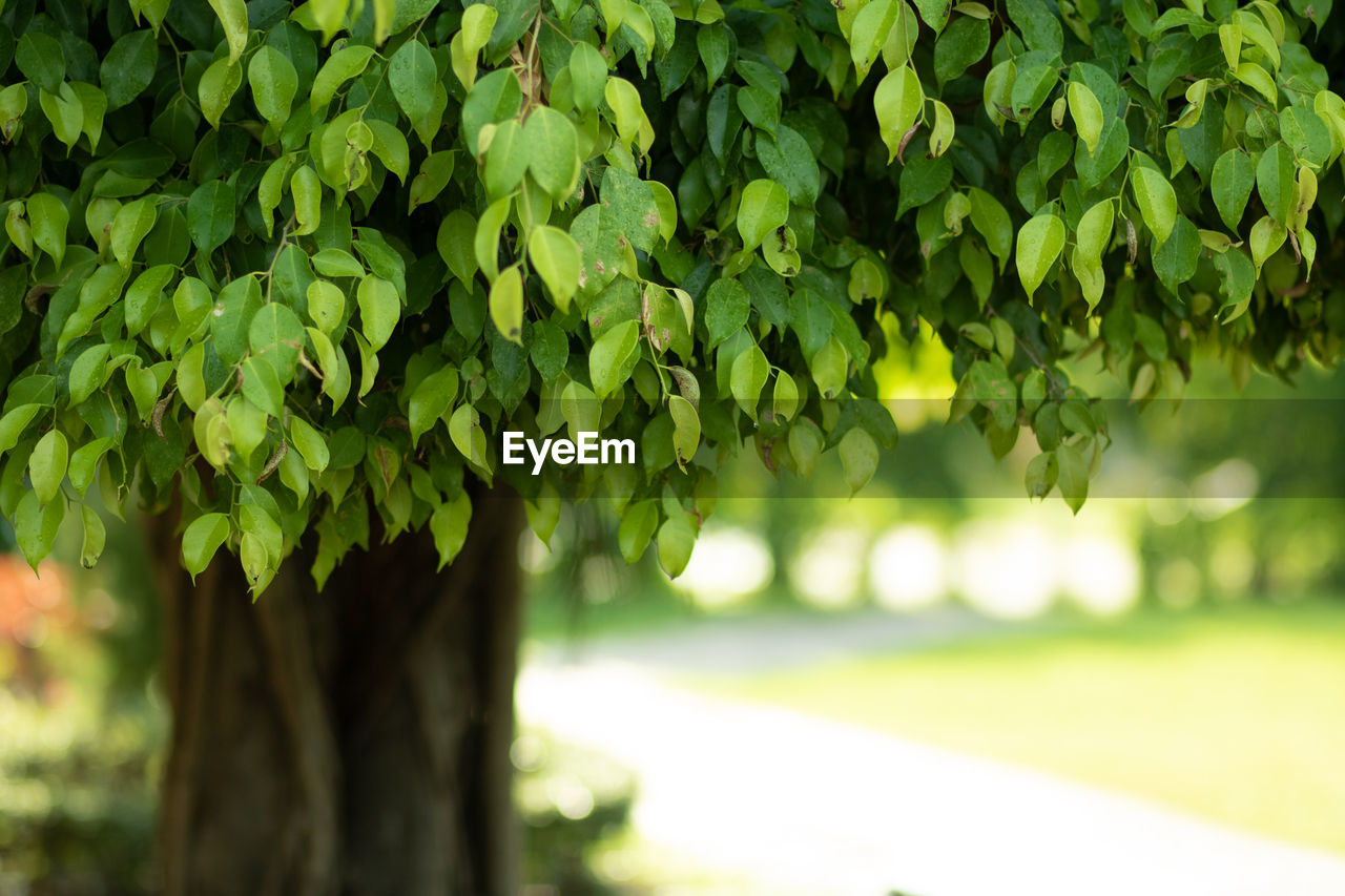 Close-up of fresh green plant in park