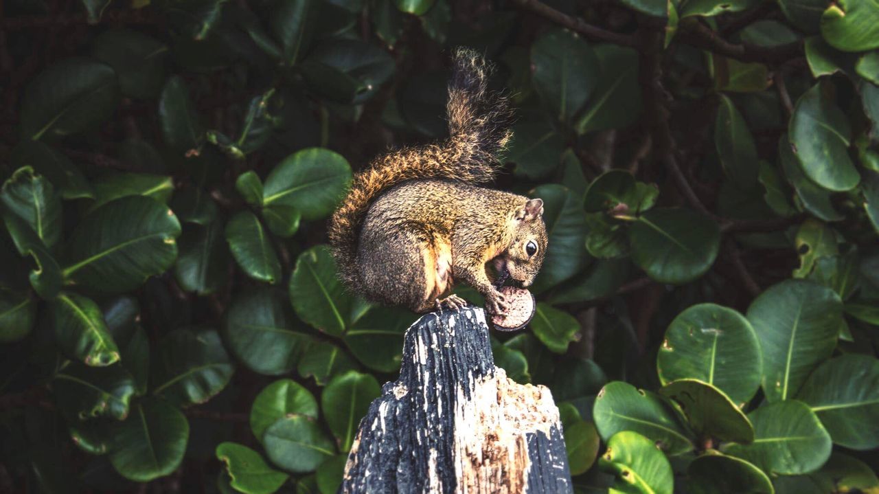 Close-up of squirrel on wood against plants