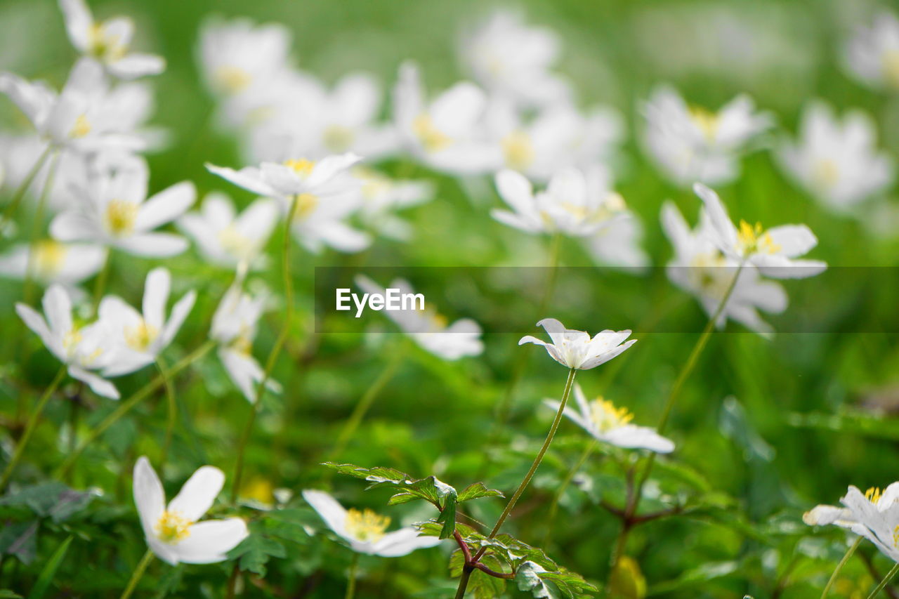 Close-up of white flowering plants on field