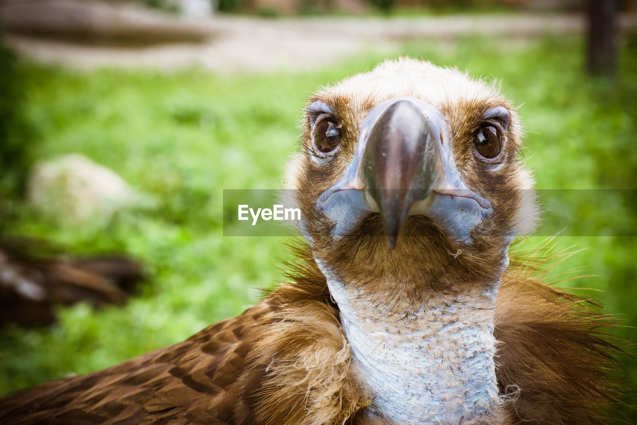 CLOSE-UP PORTRAIT OF AN ANIMAL ON FIELD