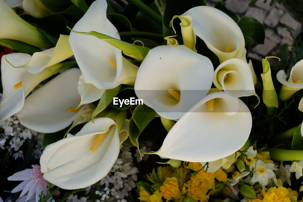 CLOSE-UP OF WHITE FLOWER