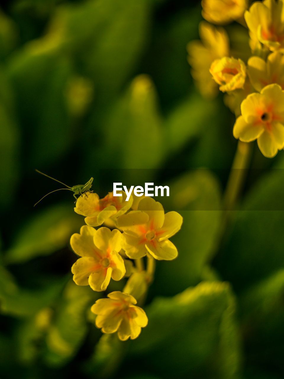 Close-up of yellow flowers