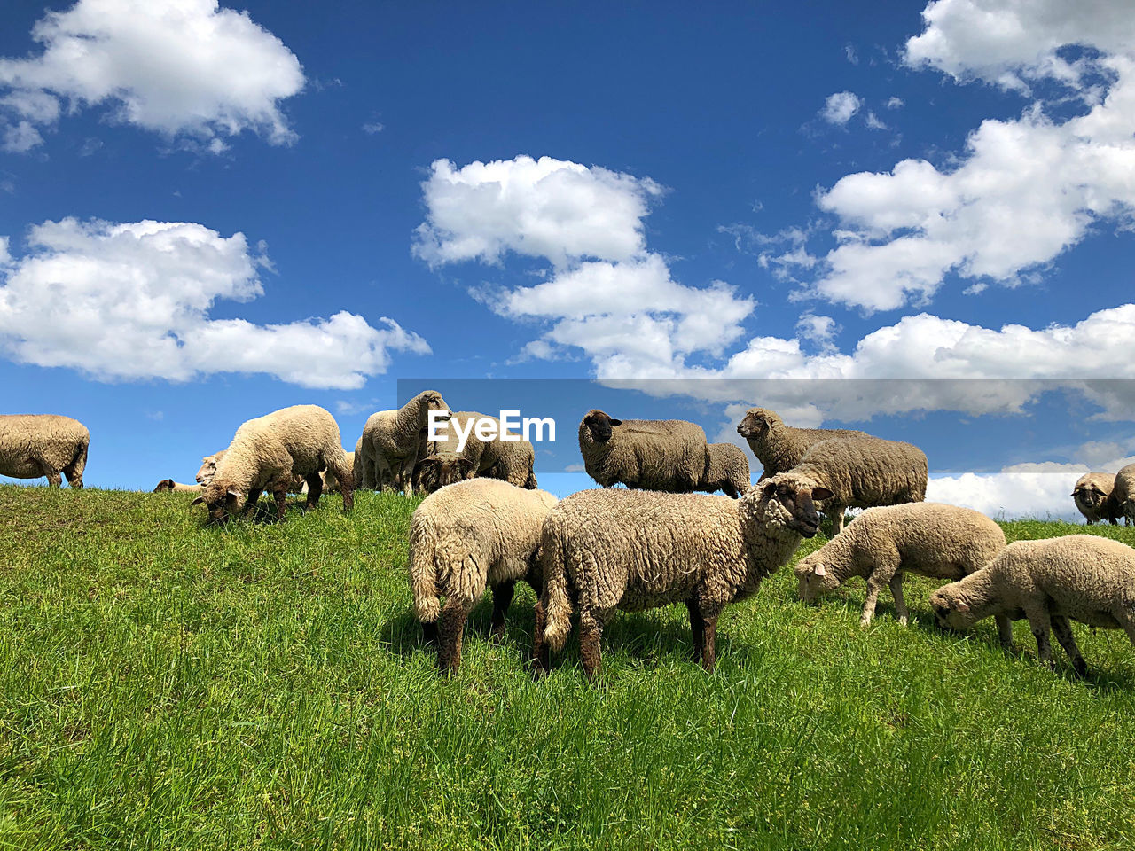 PANORAMIC VIEW OF SHEEP ON FIELD