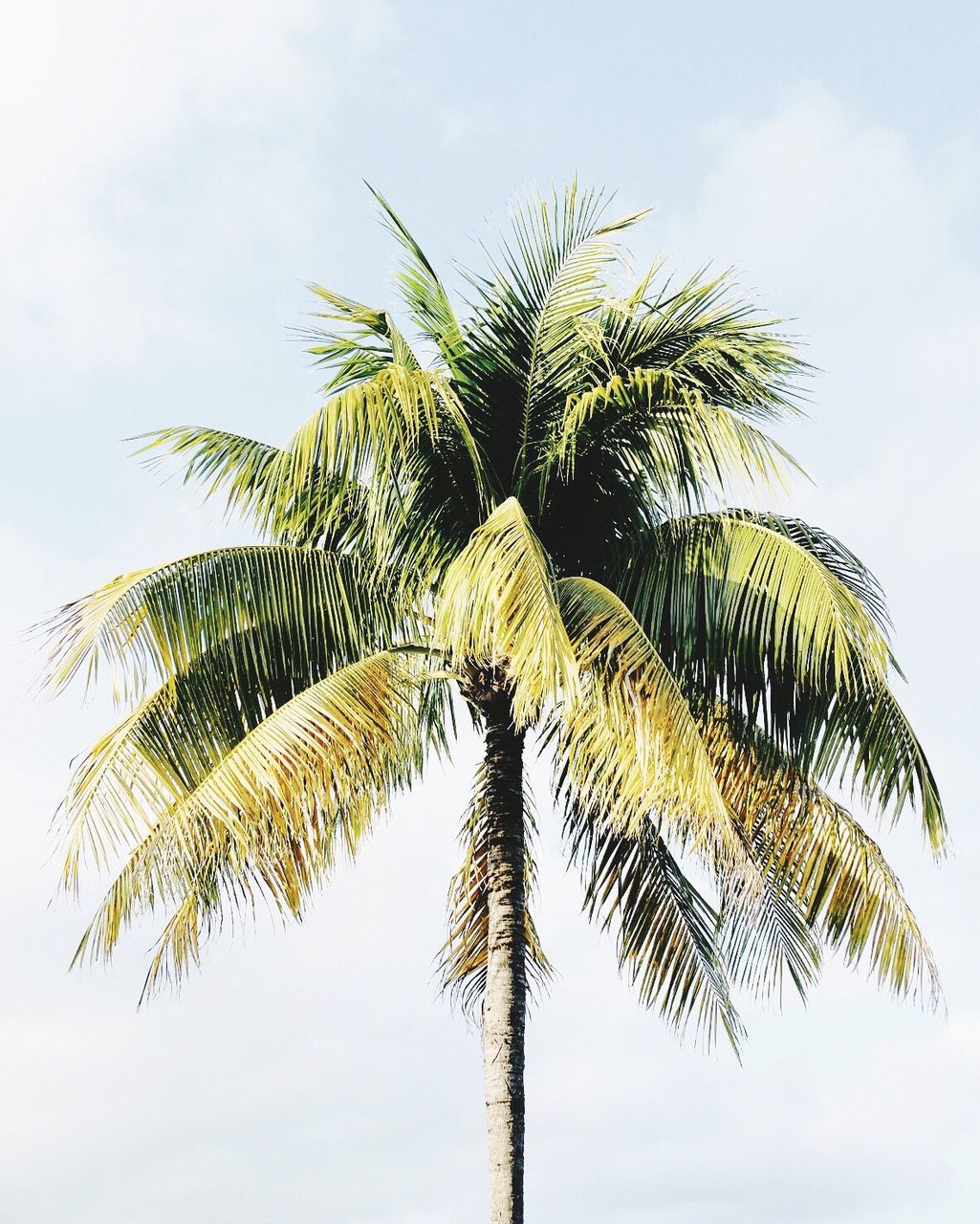 Low angle view of palm tree growing against sky