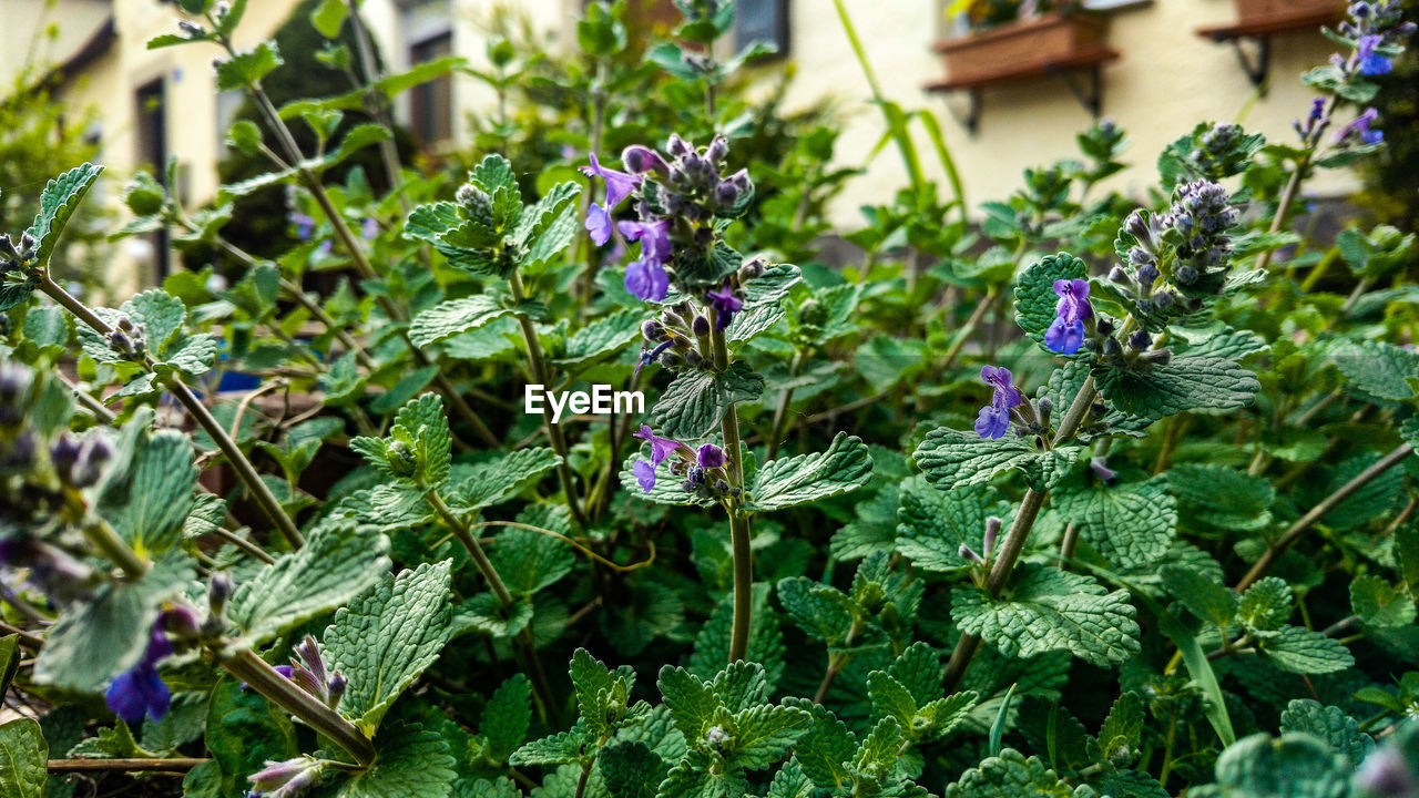 Close-up of purple flowers