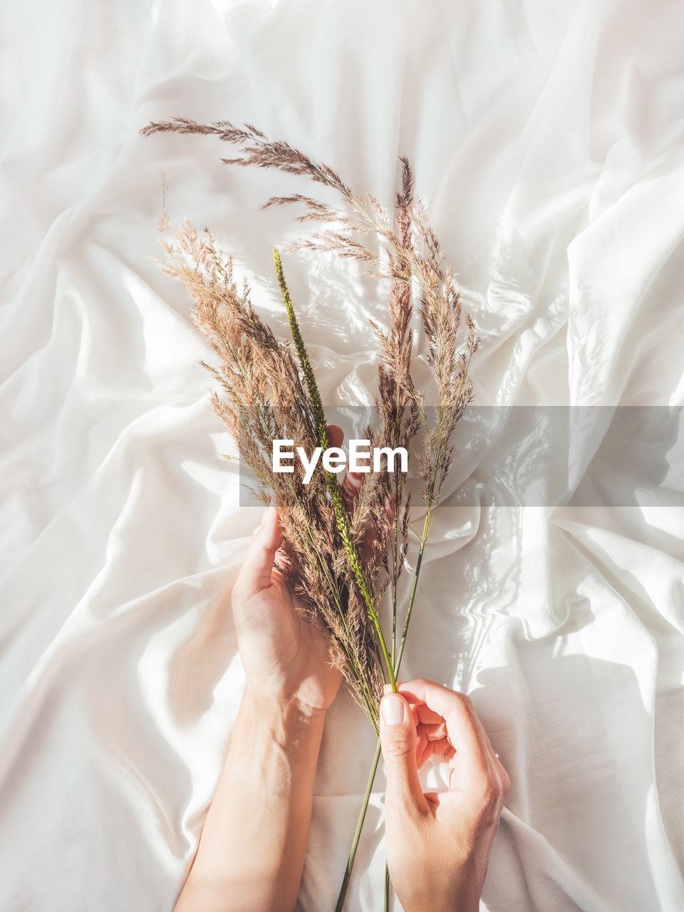 Top view on woman hands with dried grass. decorative plants on crumpled white fabric. cozy home.