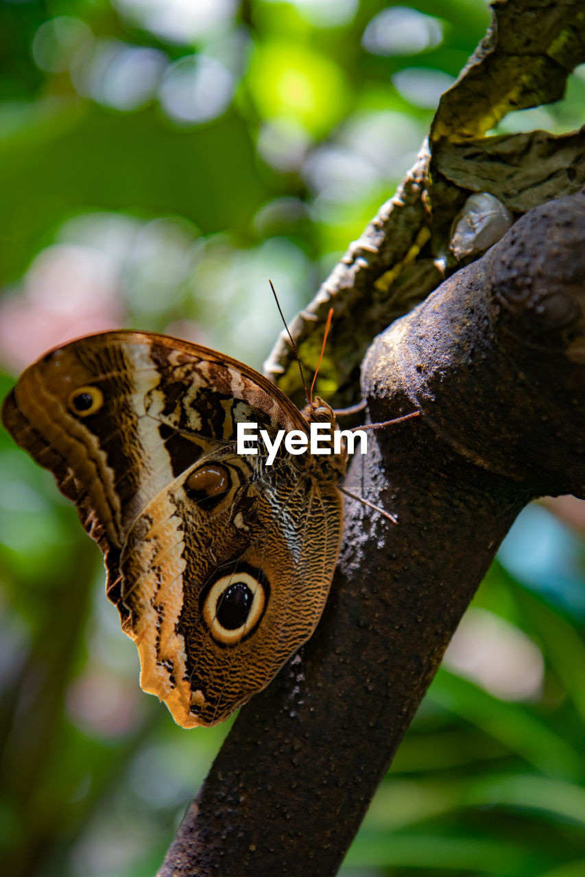 animal themes, animal, animal wildlife, one animal, wildlife, moths and butterflies, tree, nature, close-up, plant, insect, butterfly, macro photography, leaf, green, beauty in nature, animal body part, no people, reptile, branch, flower, outdoors, focus on foreground, jungle, lizard, animal wing, plant part, day, rainforest