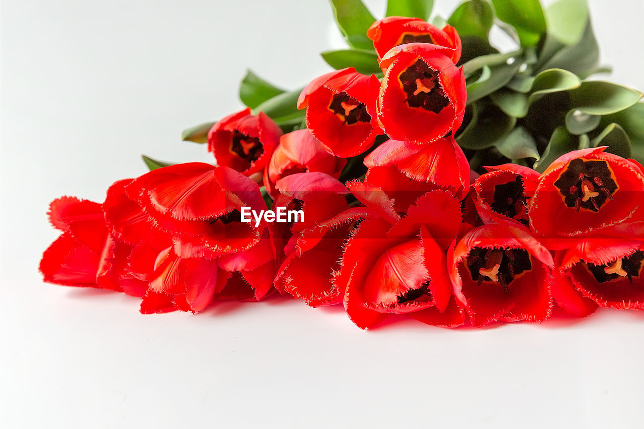 red, flower, bouquet, plant, petal, flowering plant, freshness, rose, cut flowers, studio shot, beauty in nature, floristry, nature, close-up, white background, no people, indoors, pink, flower head, floral design, cut out, leaf, food and drink, plant part, valentine's day, inflorescence, arrangement, food