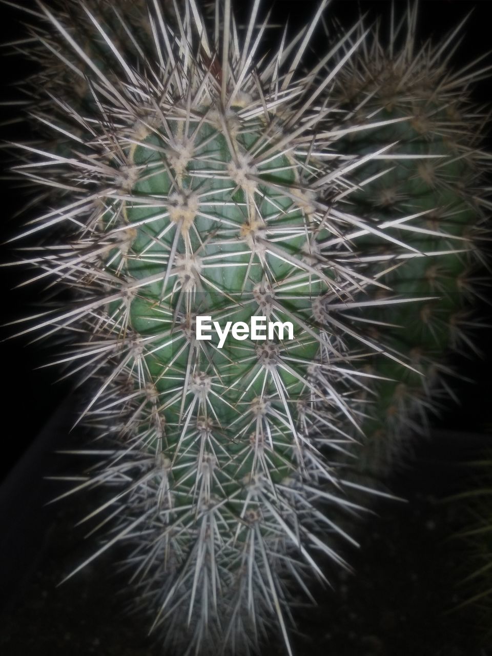 CLOSE-UP OF SUCCULENT PLANT DURING RAINY SEASON