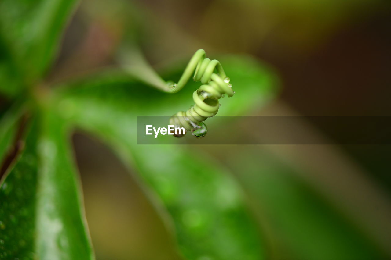 CLOSE-UP OF FERN LEAVES